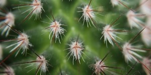 Prickly Heat and Homeopathy - Homeopathy Healing