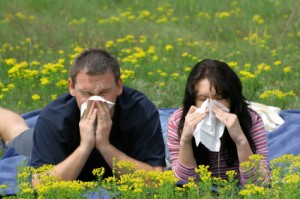 Relief of Hayfever & Allergic Rhinitis Using Homeopathy for Relief