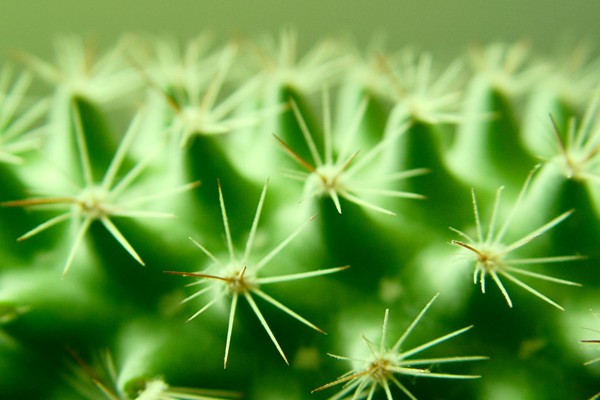 prickly-heat-natural-relief-homeopathy