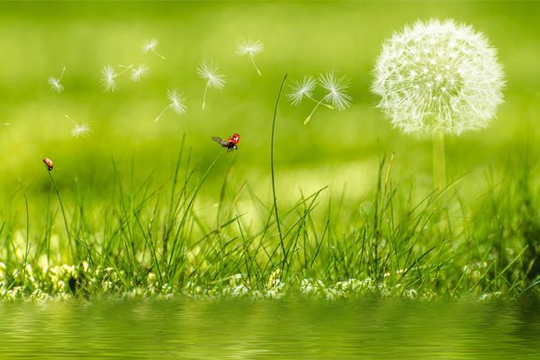 How to Enjoy the Summer Without Hayfever and Allergies Using Homeopathy
