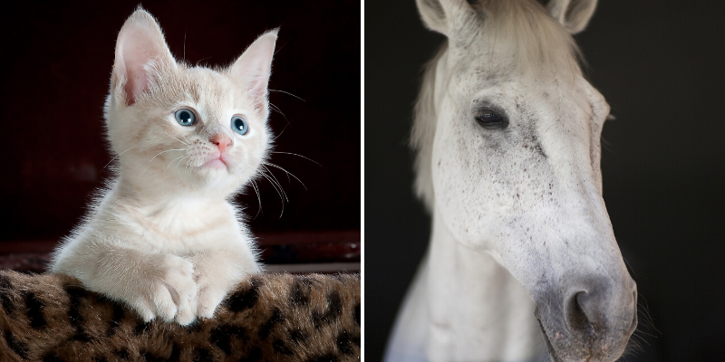Cat and Horse Allergies Resolved Naturally With Homeopathy