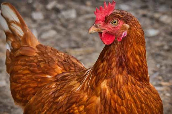 Overcoming Anxiety and Stress - An Important Lesson From the Chicken