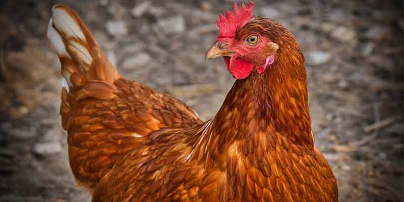 Overcoming Anxiety and Stress - An Important Lesson From the Chicken